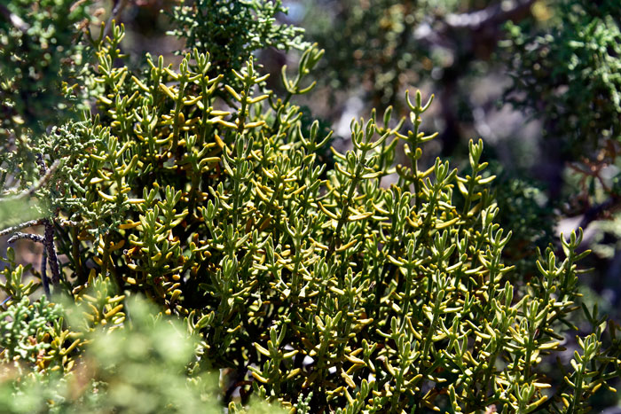 Juniper Mistletoe is a flowering plant that blooms in Arizona and California from June through July. The flowers are small and the fruits are pinkish-white. Phoradendron juniperinum